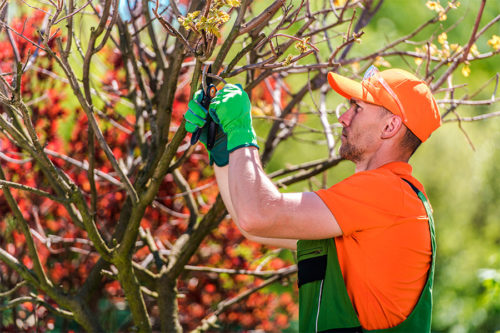 trimming-service-man-tree-cutting-servicetree-trimming-service-in-Goshen-IN.jpg